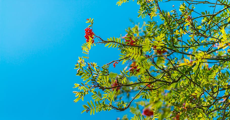 red flowers, shallow focus photography of red flowers, tree, branch HD wallpaper