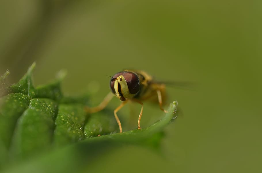 Hoverfly, Insect, Leaf, Close, Macro, plant, one animal, animal themes HD wallpaper
