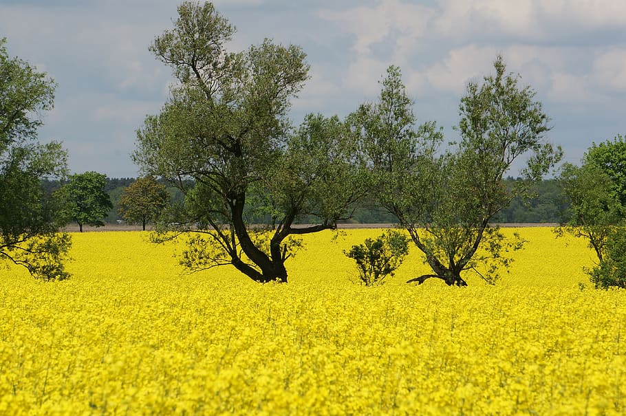rapeseed, spring, plants, nature, flowers, tree, growth, yellow HD wallpaper