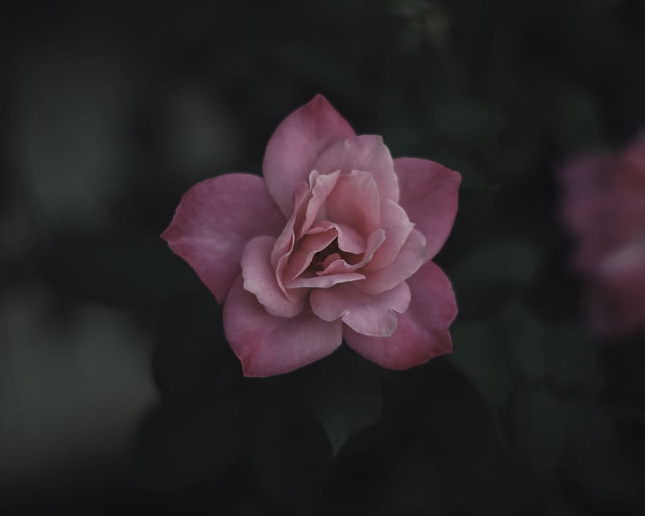 macro shot photography of pink flower, shallow focus photography of pink flower HD wallpaper