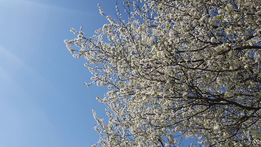 spring, flowers, tree, spring flower, blossom, white blossom HD wallpaper