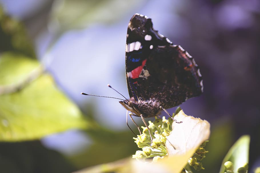 butterfly, close-up, insect, macro, invertebrate, flower, animal themes HD wallpaper