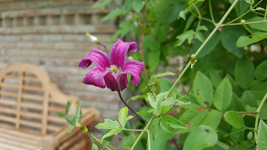 clematis, shrub, climber, flower, bloom, background, pink, close HD wallpaper
