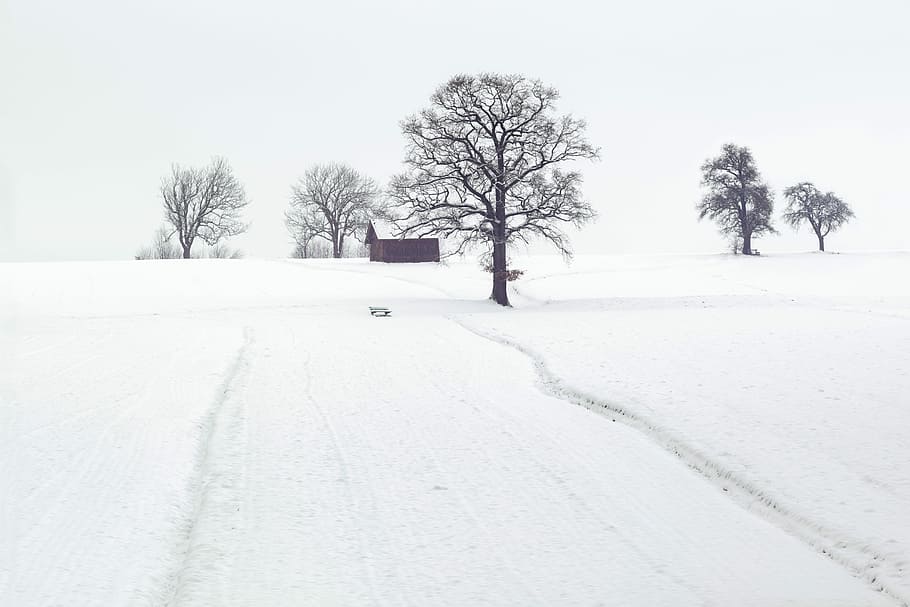 house surrounded by withered trees and snow, house surrounded by trees covered with snow HD wallpaper