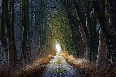gray pathway surrounded with trees at daytime, nature, wood HD wallpaper