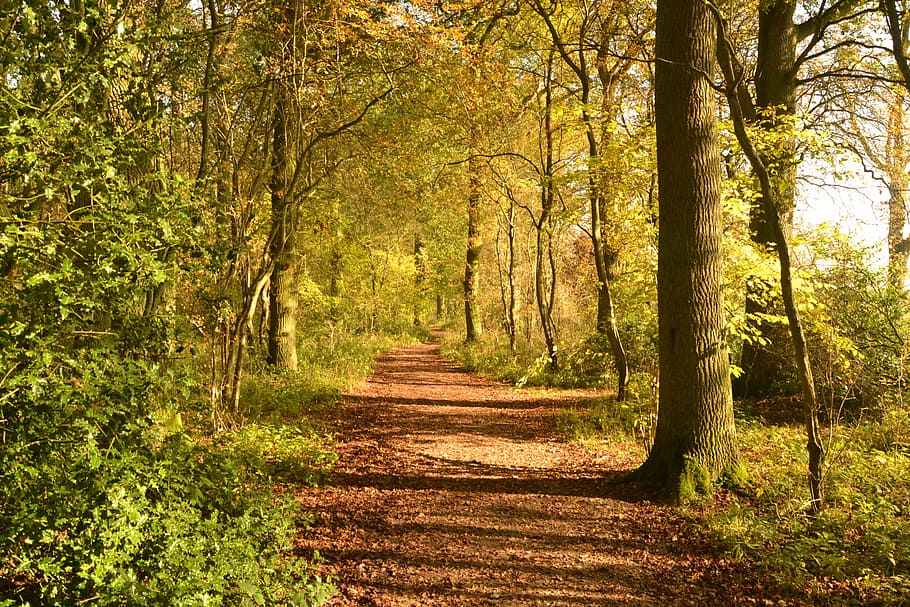 pathway surrounded by trees, forest, autumn, plant, the way forward HD wallpaper