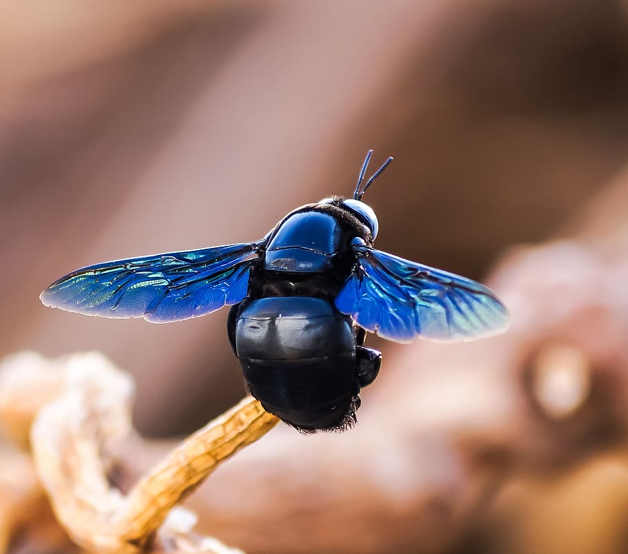 insect, sucking, sitting, back, faced, small, summer, macro HD wallpaper
