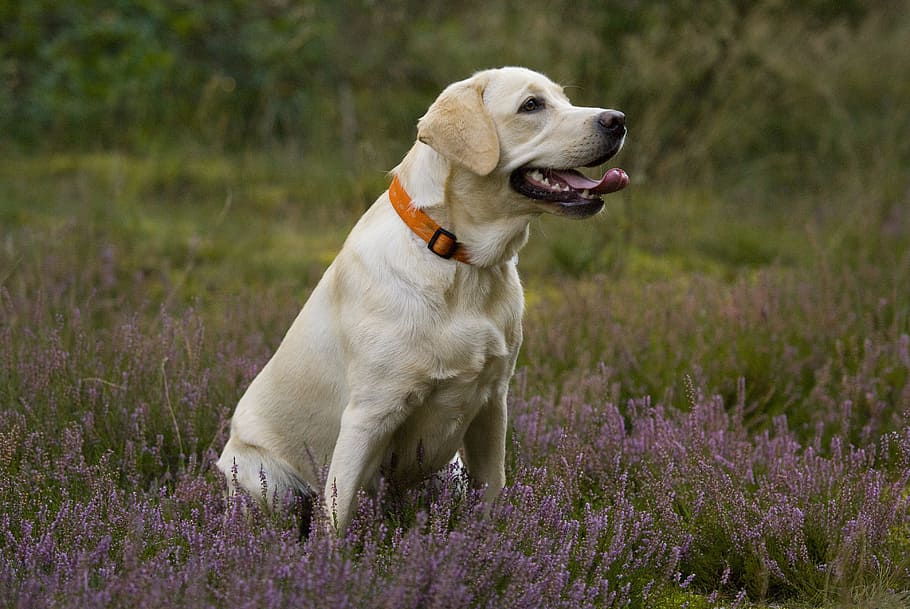 adult yellow Labrador retriever sitting on lavender field, Puppy