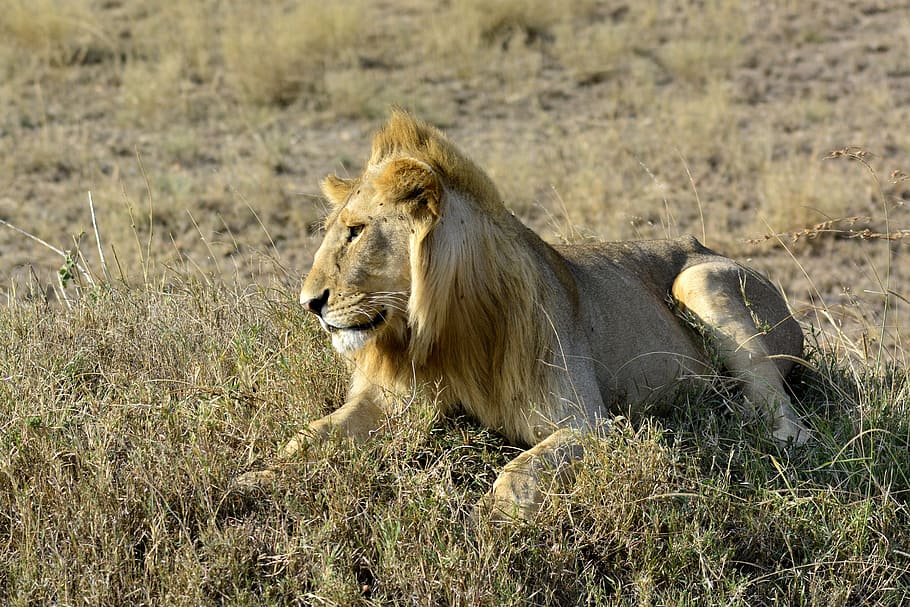 the lion, amboseli, africa, animal, kenya, safari, national park, HD wallpaper