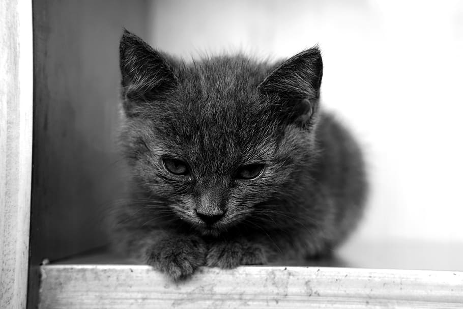 cat, kitten, kitty, pet, animal, cute, fur, furry, baby, adorable HD wallpaper