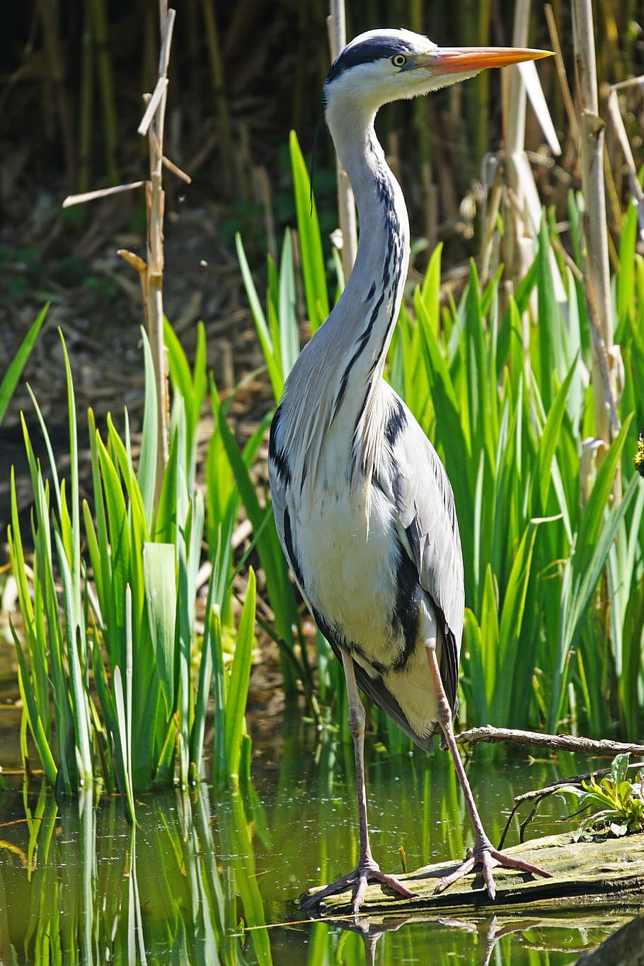 close-up photo of white and black bird, grey heron, eastern HD wallpaper