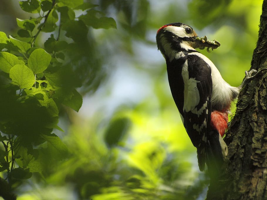 woodpecker, tree, great spotted woodpecker, worms, nature, bird, HD wallpaper