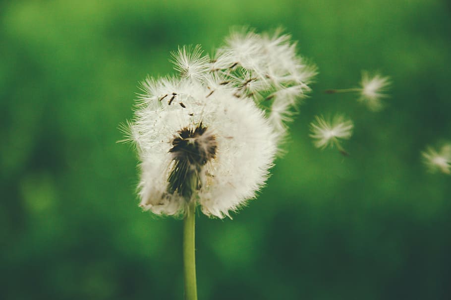dandelion, puffball, flower, flowering plant, fragility, vulnerability HD wallpaper