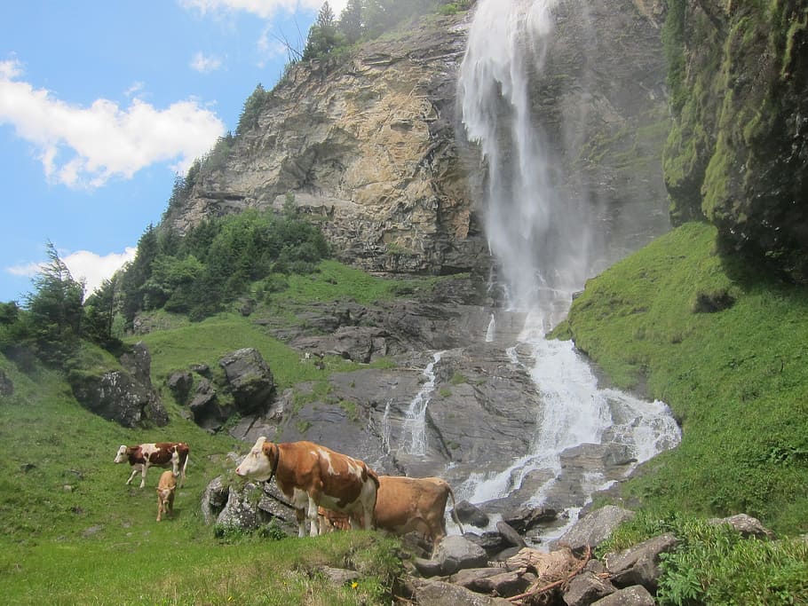 cow, waterfall, alm, austria, livestock, pasture, agriculture HD wallpaper