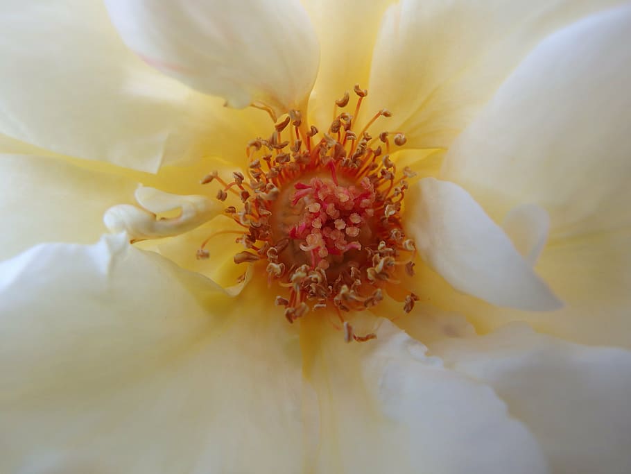 rose, bloom, stigma, pollen, flower, blossom, nature, floral HD wallpaper