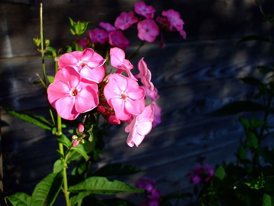 pink, flowers, cluster, bunch, garden, flowering plant, pink color HD wallpaper