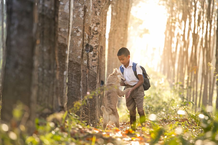 brown dog standing with its two feet beside boy with white and brown school uniform photo HD wallpaper