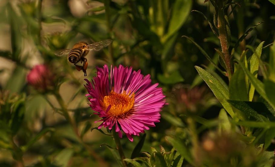 wasp, bee, fly, close, plant, nature, park, flowers, pink flower HD wallpaper