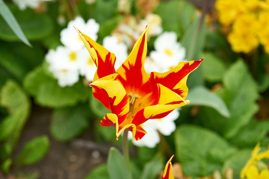 Tulip, Flower, Spring, tulip spring, orange, nature, petal HD wallpaper