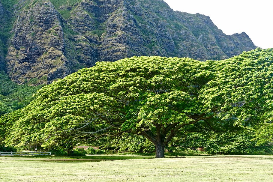 landscape photography of green leafed tree, monkeypod, hawaii HD wallpaper