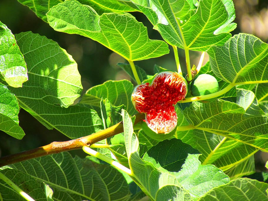 figs, fig tree, fig fruit, ficus carica, green, red, eat, food, HD wallpaper