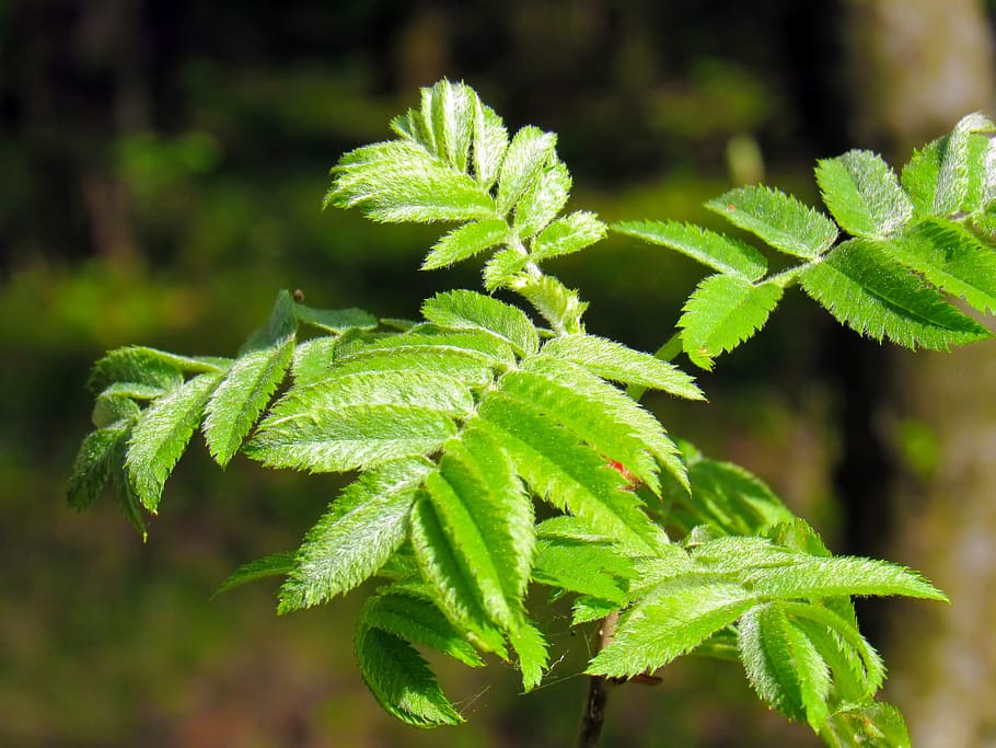 branch, rowan, plant, green, leaves, leaves mountain ash, green leaves, HD wallpaper