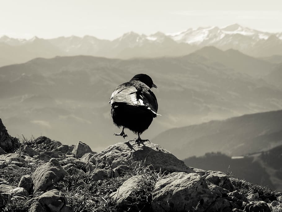 Jackdaw, View, Landscape, Freedom, distant view, nature, austria HD wallpaper