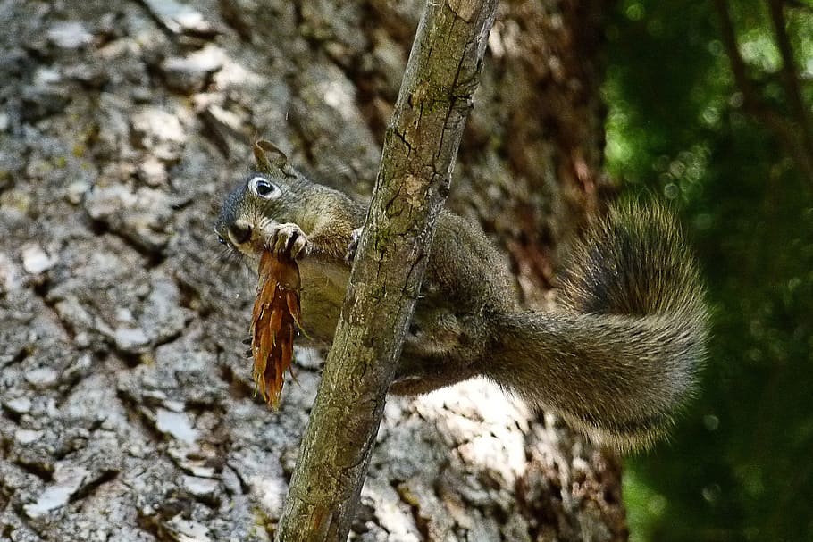 squirrel, animal, forest, branch, cone, eating, tree, nature HD wallpaper