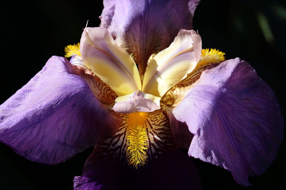 detail, iris, flower, flowering plant, vulnerability, fragility HD wallpaper
