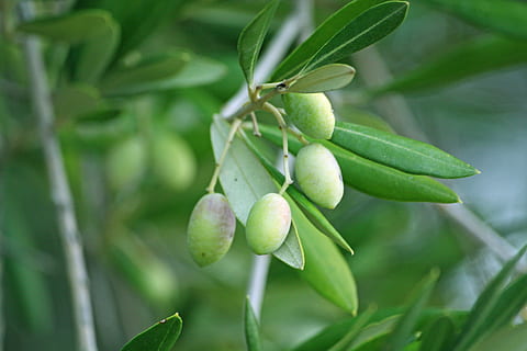 green mango fruit, olives, olive tree, countryside, food and drink HD wallpaper