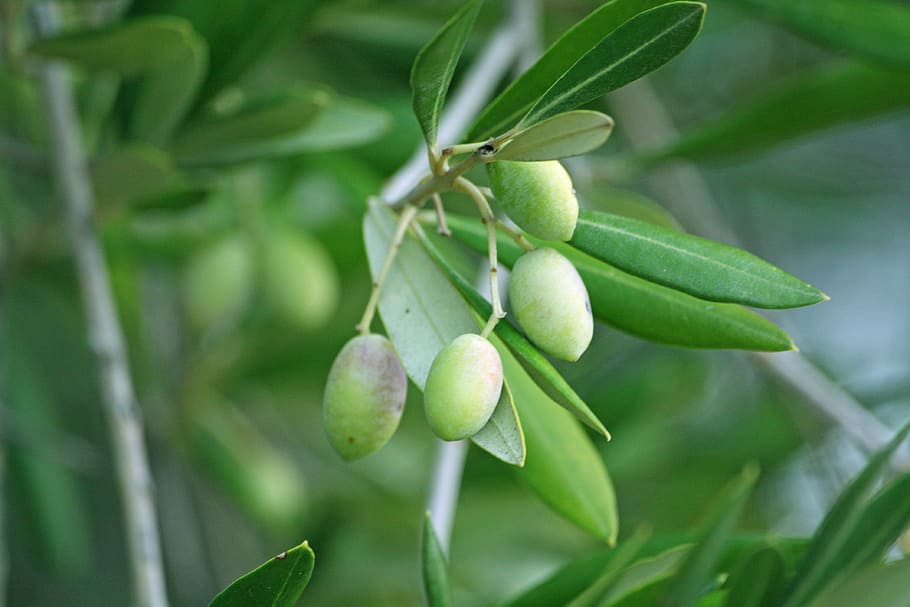 green mango fruit, olives, olive tree, countryside, food and drink HD wallpaper