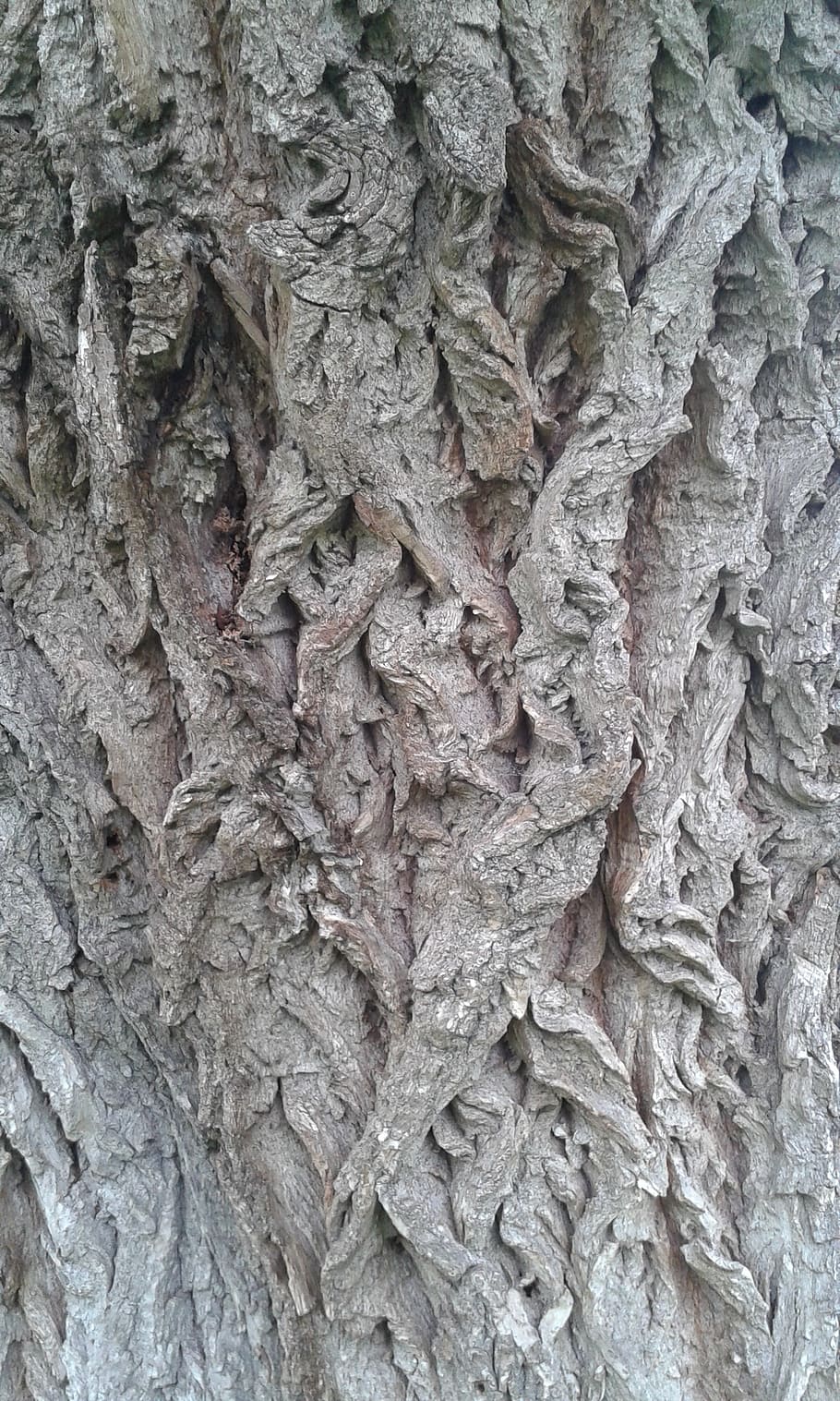 tree, bark, structure, full frame, trunk, tree trunk, backgrounds HD wallpaper