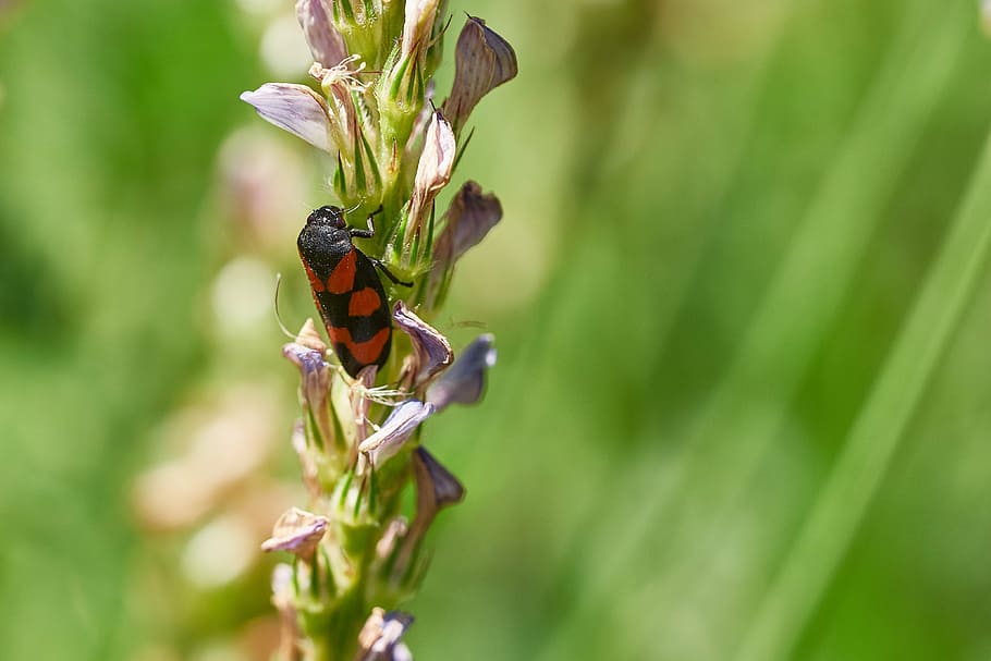 beetle, flower, summer, insect, blossom, bloom, nature, pollen HD wallpaper