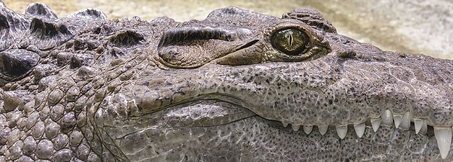gray crocodile, tooth, reptile, alligator, dangerous, animal, HD wallpaper