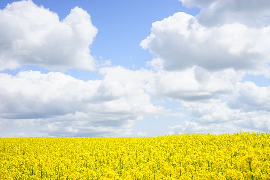 yellow rapeseed flower field under white clouds blue skies daytime, HD wallpaper