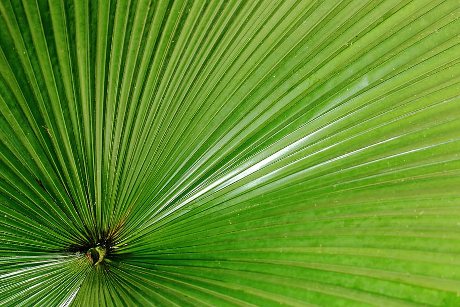 sheet, green, structure, texture, green color, leaf, plant part HD wallpaper
