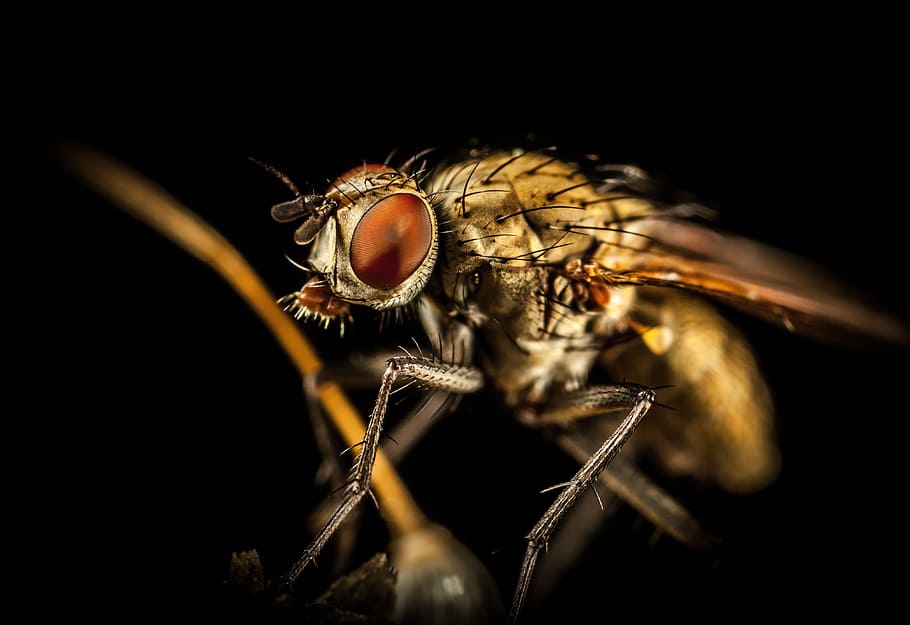 macro photography of brown fly, insect, pest, nature, animal themes HD wallpaper