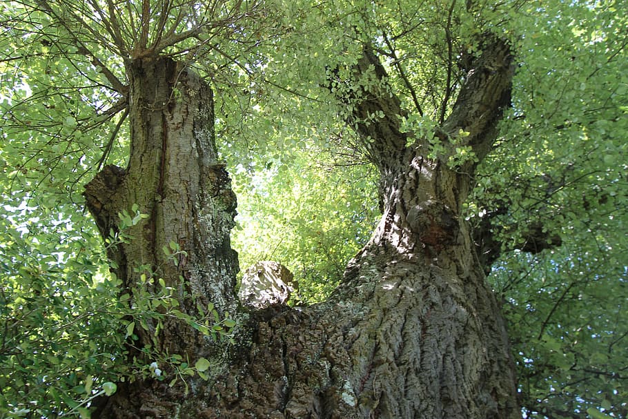 white poplar, deciduous tree, branches, murmur, leaves, log HD wallpaper