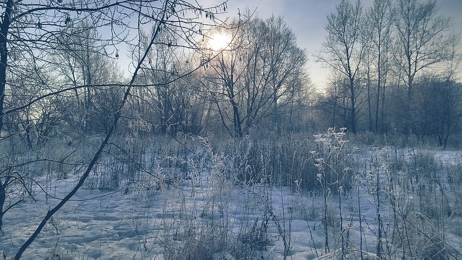 Winter, Snow, Trees, Branch, Sun, d, bare tree, cold temperature HD wallpaper