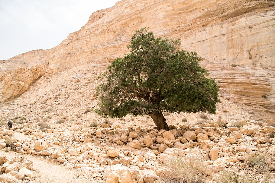 israel, desert, tree, rock, rock - object, solid, rock formation, HD wallpaper