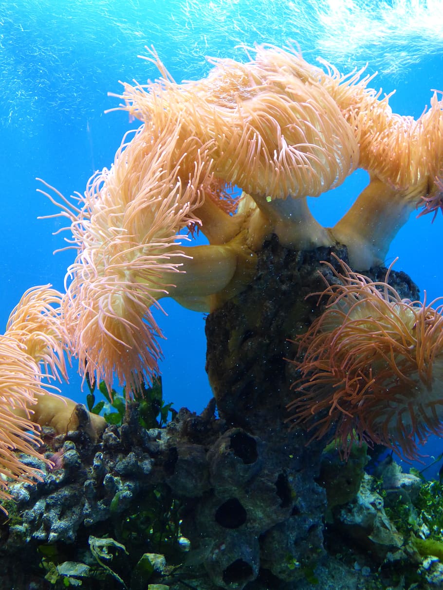 HD wallpaper: sea creature under the sea, anemone, water, aquarium ...