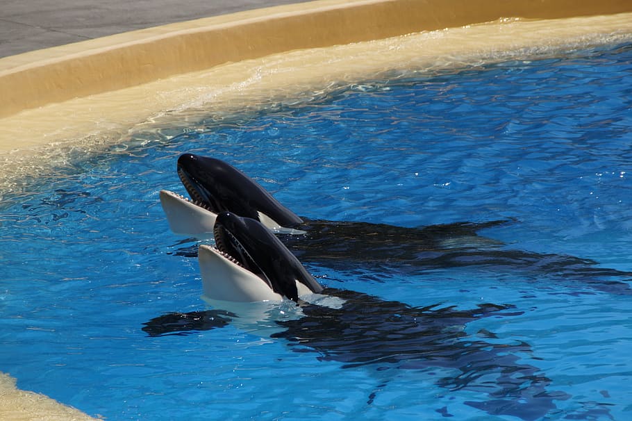 two dolphins, Orca, Killer Whale, Zoo, wal, orcinus orca, animal HD wallpaper