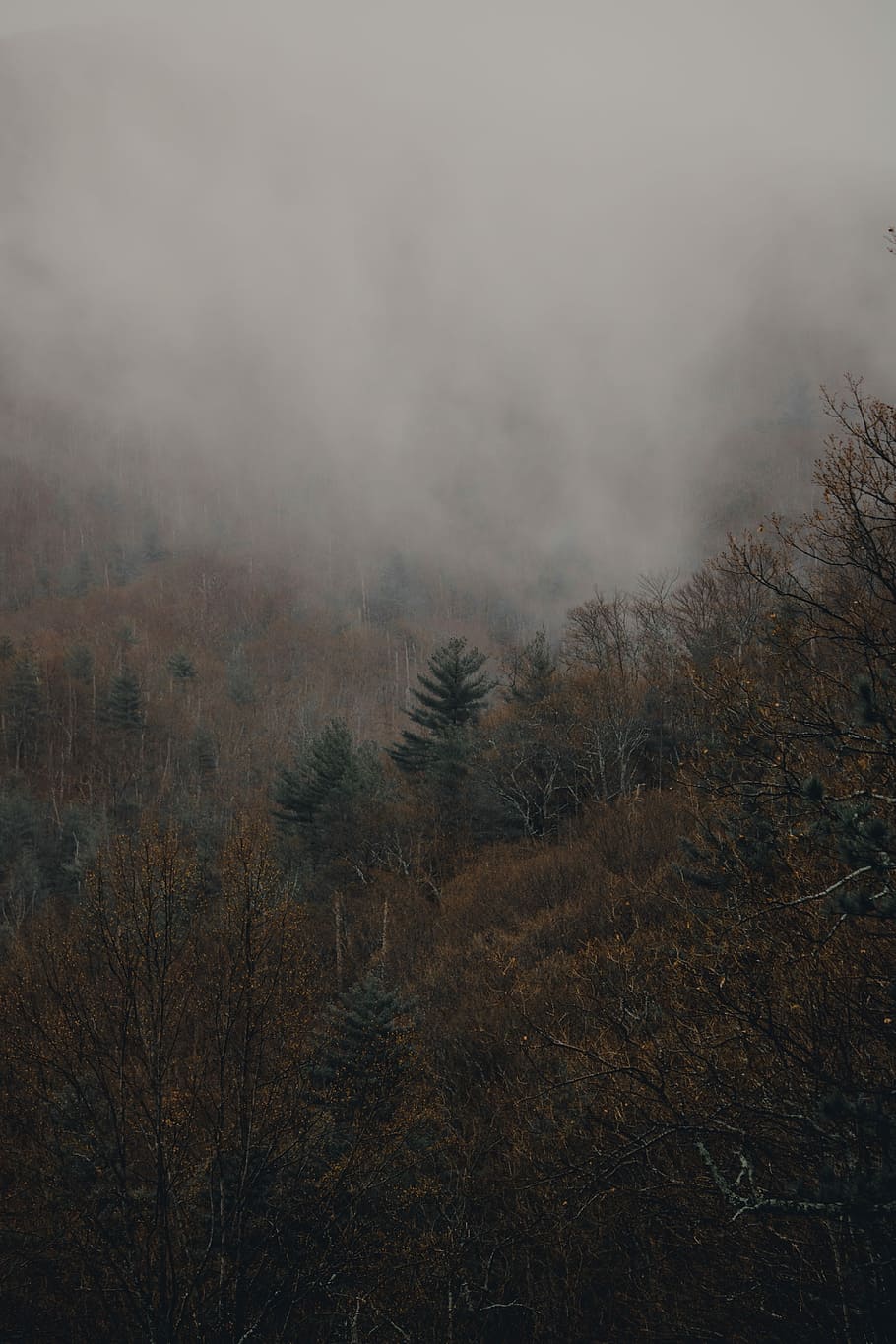 green and beige plants on foggy terrain during daytime, trees under fog HD wallpaper