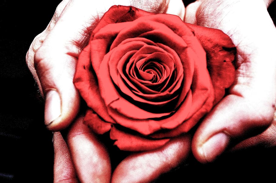 macro photography hands holding red rose, person, flowers, plants HD wallpaper