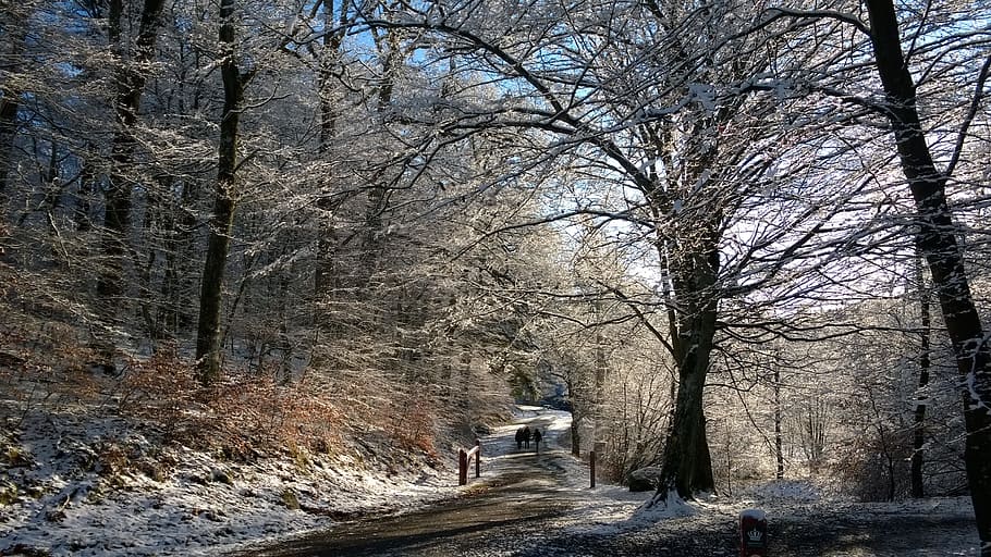 leafless tree near road photo, winter, snow, nature, wood, bare tree HD wallpaper