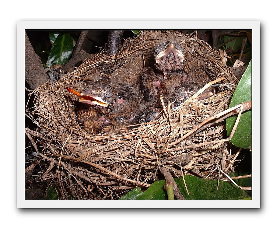 birds, merlo, nest, small, chicks, animal, young bird, animal themes, HD wallpaper