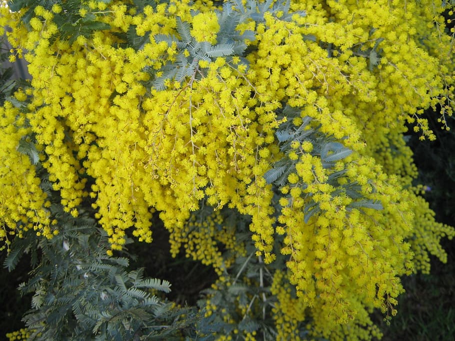australia, wattle, native, plant, yellow, golden, day, nature, HD wallpaper