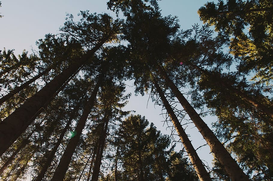 trees, perspective, forest, woods, foliage, nature, environment HD wallpaper