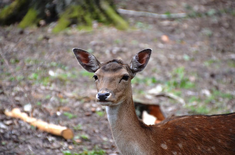 roe deer, wild, forest, hirsch, animal, animal wildlife, animals in the wild HD wallpaper