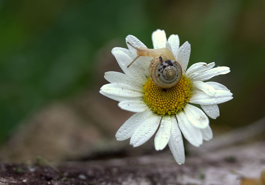 Snail, Daisy, Petals, Shell, Flower, Dew, fragility, one animal HD wallpaper